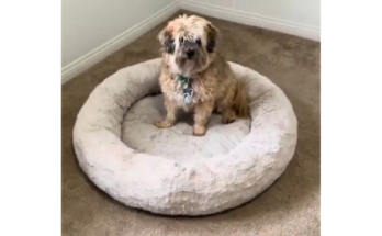 The Original Calming Donut Cat and Dog Bed