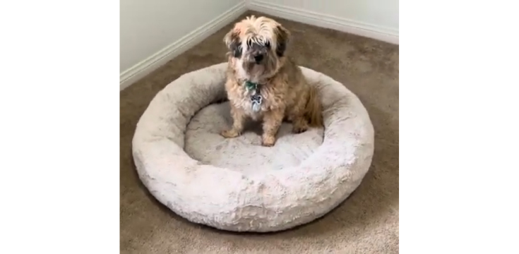 The Original Calming Donut Cat and Dog Bed